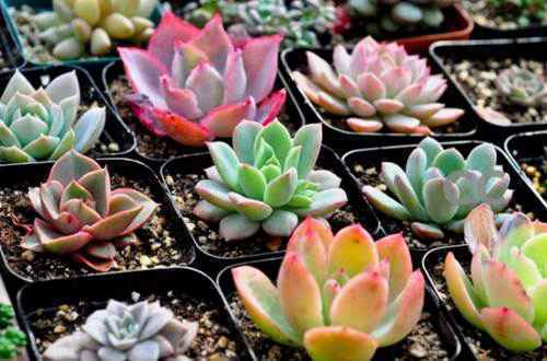 多肉植物怎么养 多肉植物养殖心得[图片]