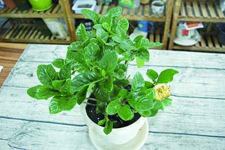 栀子花 栀子花