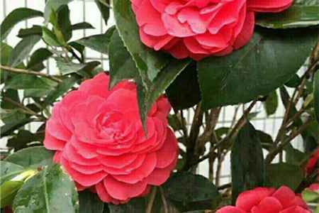 山茶花 山茶花