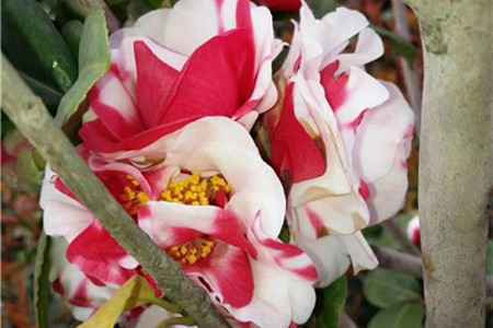 山茶花 山茶花