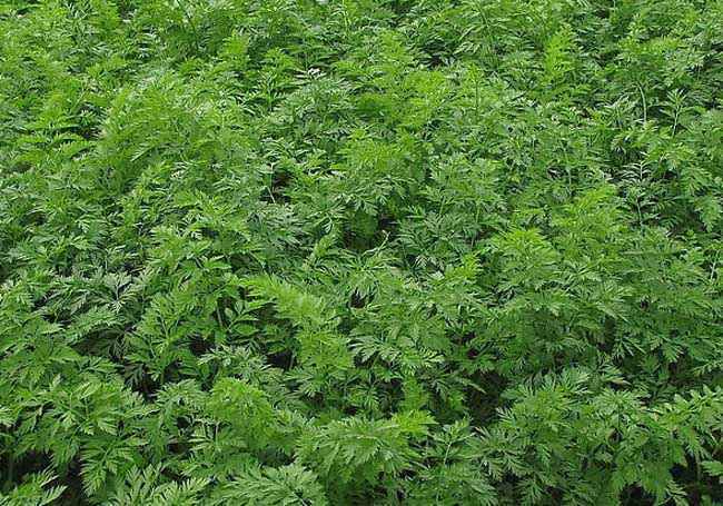 胡萝卜种植时间