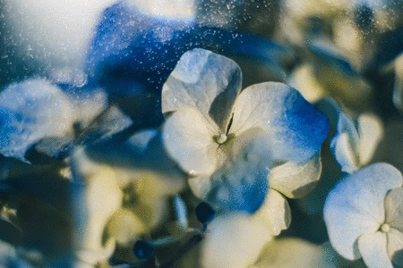 绣球花 绣球花