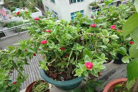 牡丹吊兰 牡丹吊兰