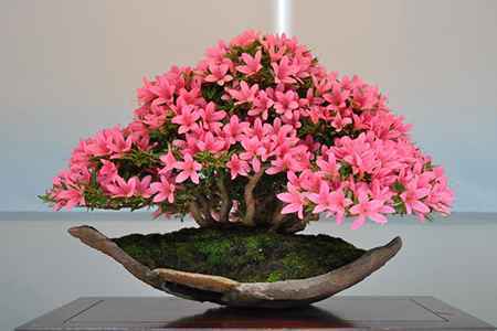 杜鹃花盆景如何修剪?