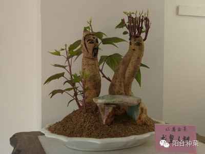 红薯、地瓜、番薯盆栽 红薯、地瓜、番薯盆栽