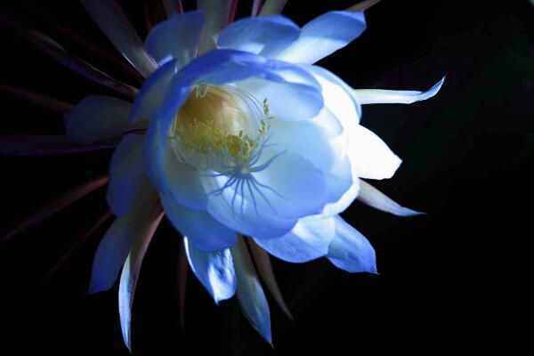 仙人球花和昙花的区别,介绍四种不同之处