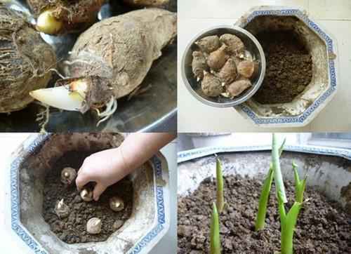 教你种植芋头盆栽 教你种植芋头盆栽
