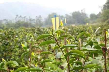 山茶 山茶