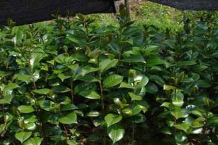 山茶 山茶