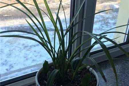兰花弱苗根少怎么养,用什么植料好【库百科养殖网】