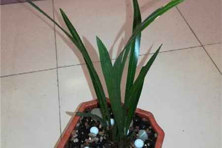 兰花弱苗根少怎么养,用什么植料好【库百科养殖网】