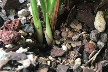 兰花弱苗根少怎么养,用什么植料好【库百科养殖网】