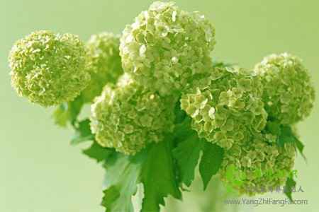 八仙花(绣球花)的切花怎么保鲜