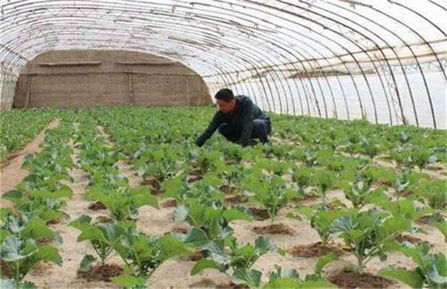 早春蔬菜定植前后管理要点