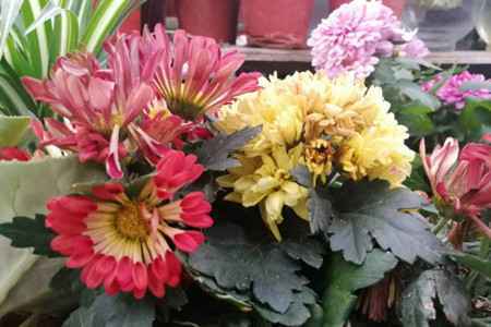 菊花 菊花