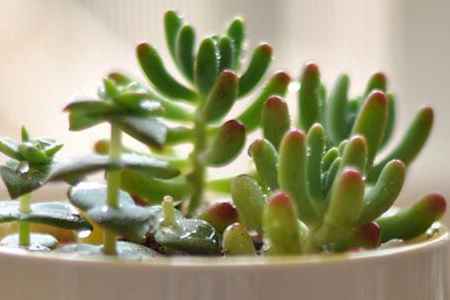 八千代茎秆 八千代茎秆