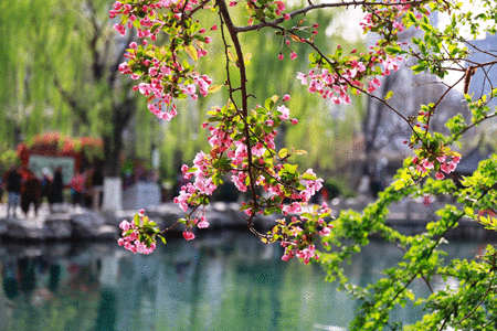 西府海棠 西府海棠