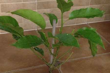 白兰花 白兰花