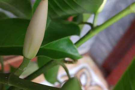白兰花 白兰花