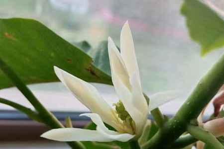 白兰花 白兰花