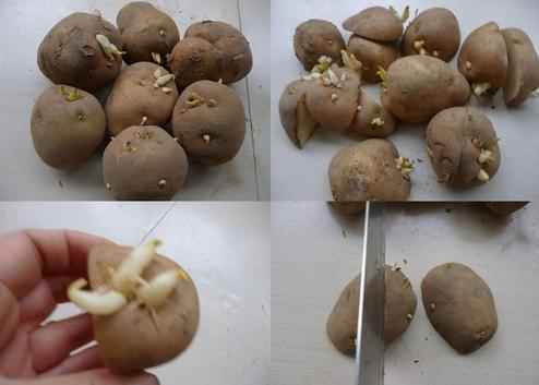土豆盆栽种植方法 土豆盆栽种植方法