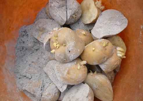 土豆盆栽种植方法 土豆盆栽种植方法