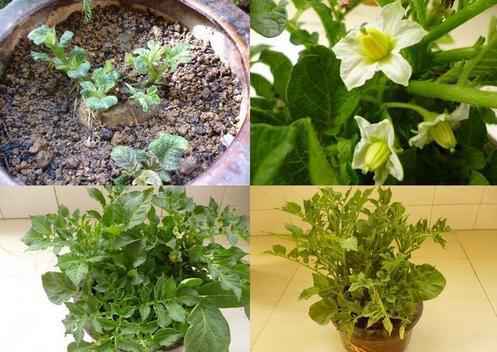 土豆盆栽种植方法 土豆盆栽种植方法