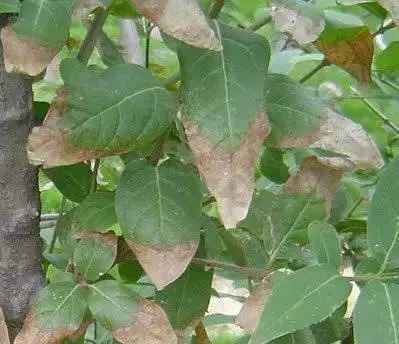 植物叶枯病 植物叶枯病