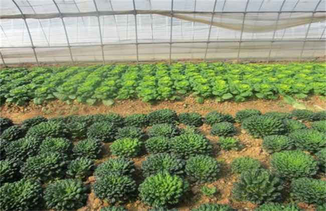 乌塌菜的种植时间和方法