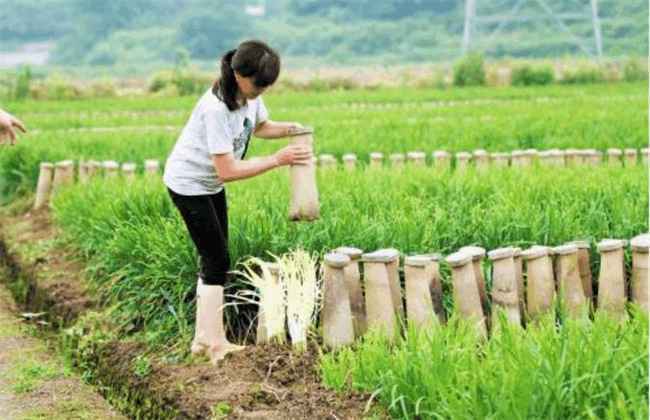 韭黄的种植管理技术