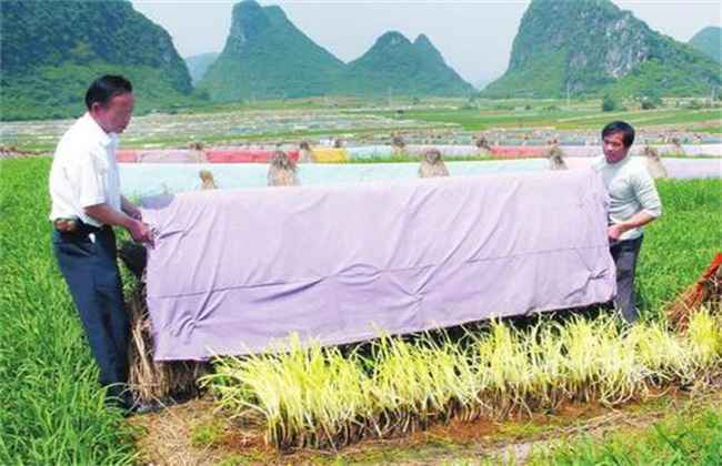 韭黄的种植管理技术