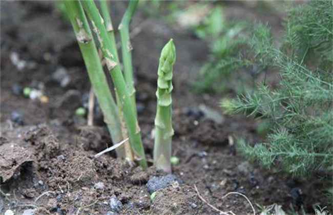 芦笋茎枯病的防治方法