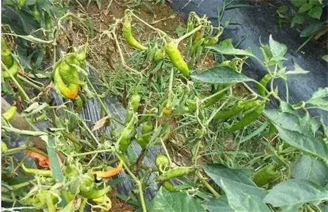 大棚蔬菜死棵 如何防治