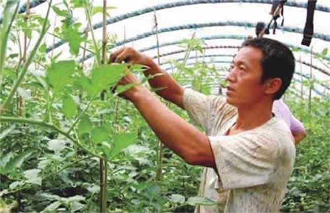 西红柿 摘心方法