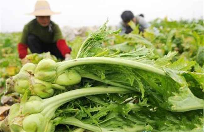 榨菜空心 是什么原因