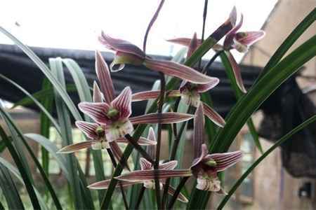 兰花 兰花