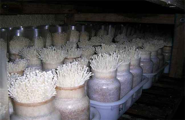 金针菇 栽培 技术