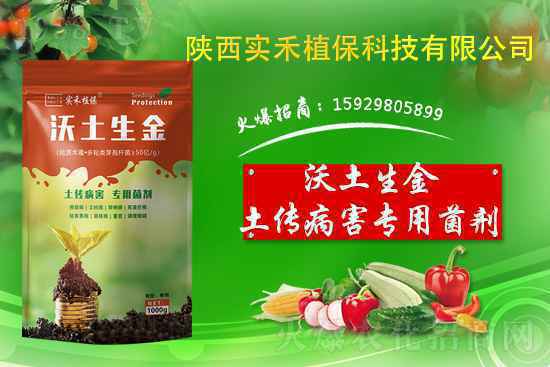 烟草野火病有什么症状？烟草野火病防治方法！