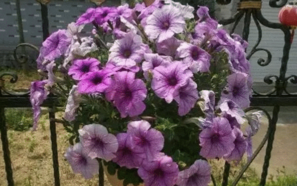 矮牵牛能够月月开花吗？