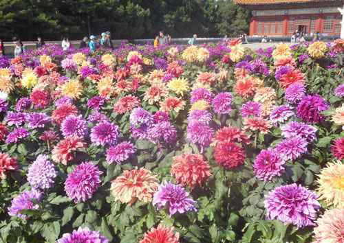 大丽花 大丽花