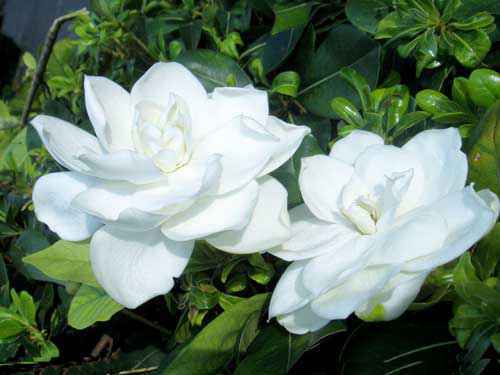 栀子花什么时候开|栀子花花期