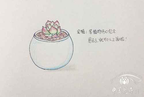 多肉定植