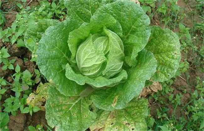冬季种植蔬菜最易发生的四大病害