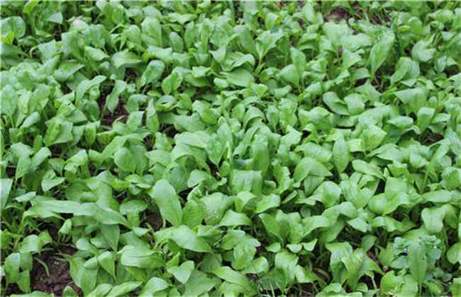 种植菠菜怎么做容易发芽