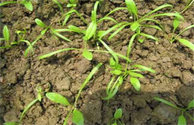 种植菠菜怎么做容易发芽