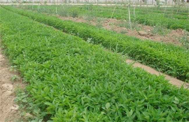 种植辣椒 常见问题