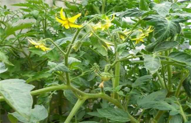 西红柿 初花期 管理要点