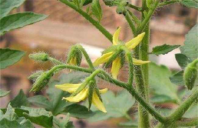 西红柿 初花期 管理要点