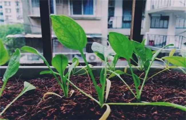 菠菜播种出苗率低怎么办