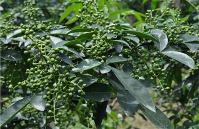 花椒该怎么防治蚜虫